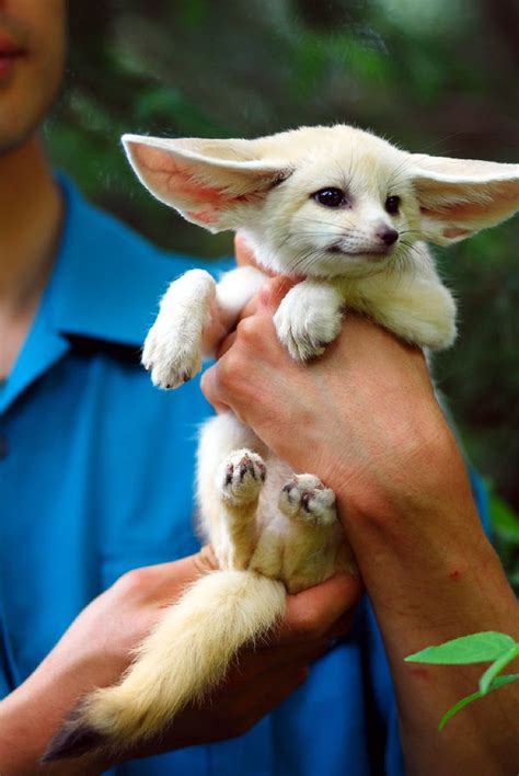 Baby Fennec Fox Baby Fennec Fox At Everland Zoo In Cherl Kim Flickr