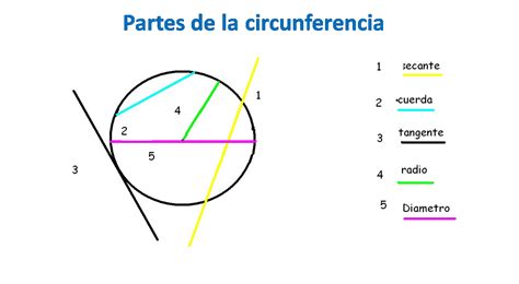 La Circunferencia Y Sus Elementos Porn Sex Picture