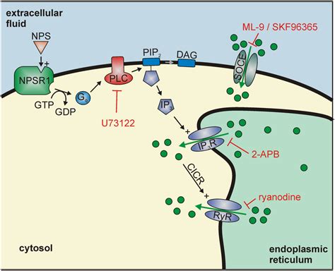 Model For The Intracellular Mechanisms Underlying Npsr Activation In