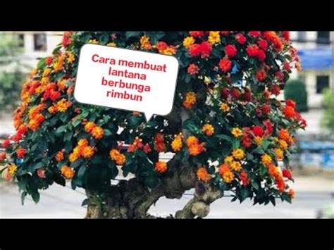 Cara Membuat Bunga Lantana Rimbun YouTube