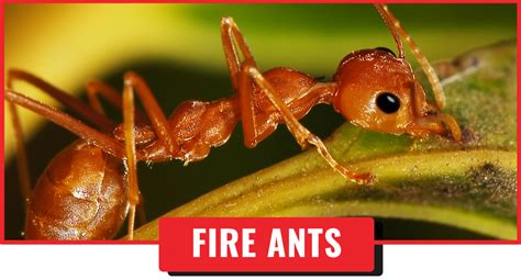 Pest Control Fire Ants Pest Control