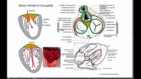 Valves Mitrale Et Tricuspide YouTube