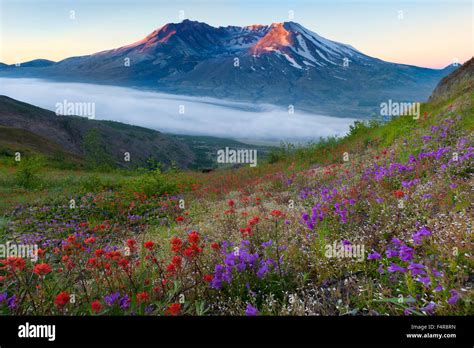 Northwest Wildflowers Hi Res Stock Photography And Images Alamy