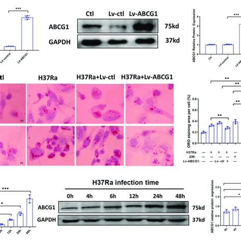 Peroxisome Proliferator Activated Receptor γ Pparγ Is Involved In