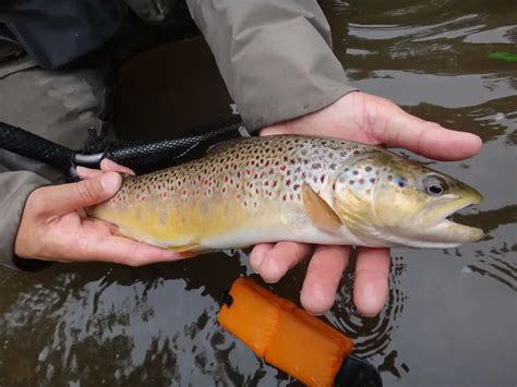 Trout Fishing In Ponds Tips From Experts