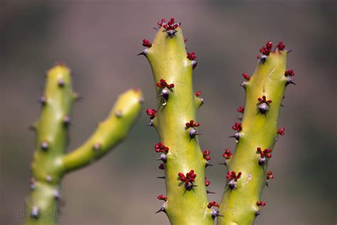 Thar Desert Plants