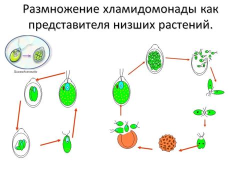 Презентация на тему размножение