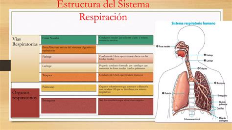 Sistema Respiratorio PPT Descarga Gratuita