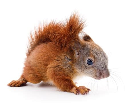 Premium Photo | Eurasian red squirrel