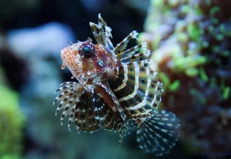Fuzzy Dwarf Lionfish Live Saltwater Fish Pet Supplies