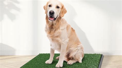 A Green Choice: Eco-Friendly Grass Pads for Environmentally Conscious Dog Owners | dogsgrasspad