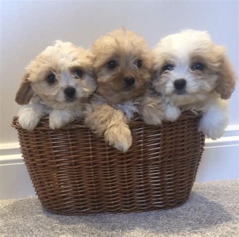 Beautiful Cavachon puppies | in East Malling, Kent | Gumtree