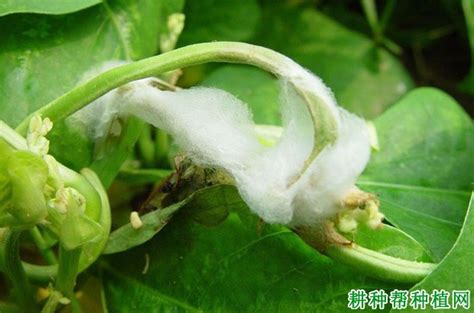 豆角菌核病如何防治？【耕种帮种植网】