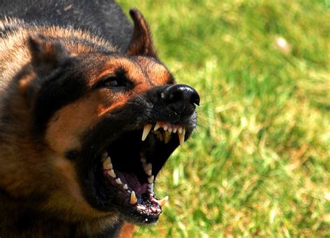 How To Understand Fear And Dominance Aggression In Dogs