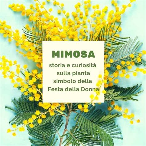 Mimosa Curiosit Sul Simbolo Della Festa Della Donna Garden La Primula