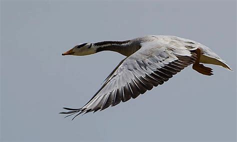 Highest Flying Birds - WorldAtlas