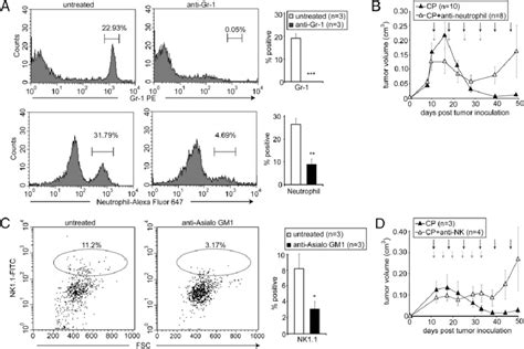 Depletion Of Neutrophils Or NK Cells Leads To Tumor Resistance To