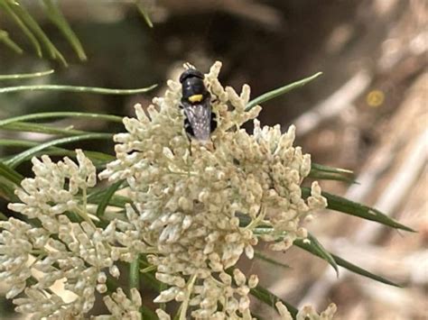 Insecta