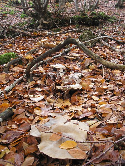 Flora Fauna Y Fungi Del Valle Del Rudr N En Burgos Fungi Rudr N