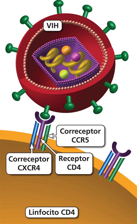 CCR5 Clinicalinfo