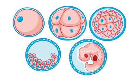 Las Etapas Del Desarrollo Embrionario
