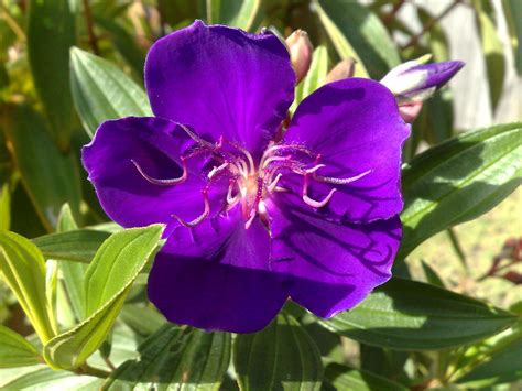 Tibouchina Lepidota Alstonville Covered With Approx F Flickr