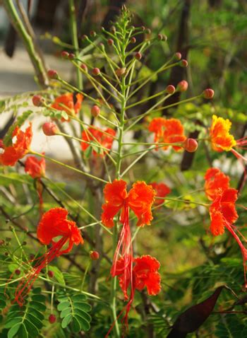 Peacock Flower Red Caesalpinia Pulcherrima Packet Of Seeds