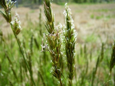 Anthoxanthum odoratum L.