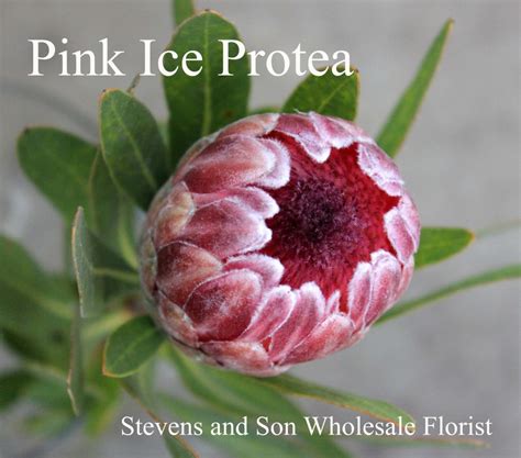 Protea Stevens And Son Wholesale Florist