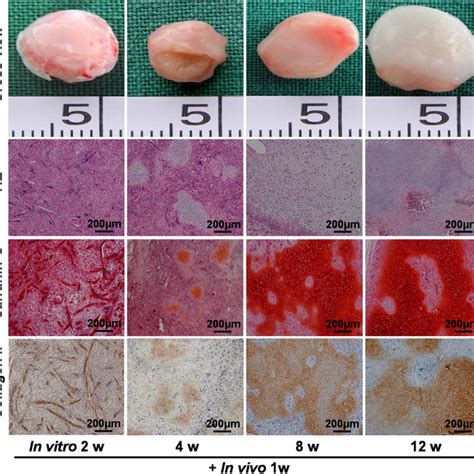 Gross And Histological Evaluation Of In Vivo Cartilage Formation After