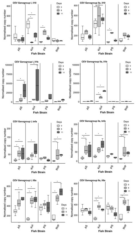 Immune Responses In Carp Strains With Different Susceptibility To Carp