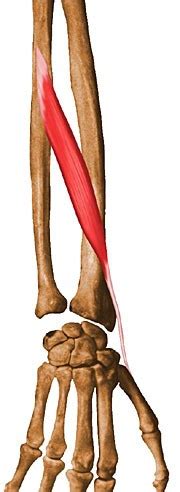 Musculus Abductor Pollicis Longus - Captions Beautiful