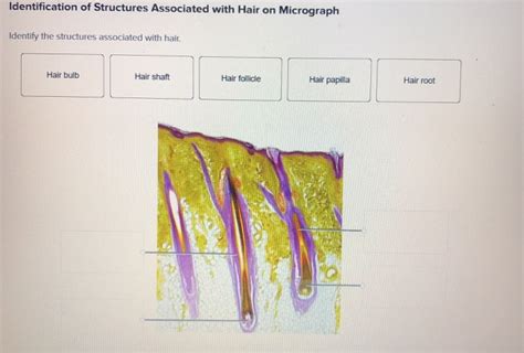 Solved Identification Of Structures Associated With Hair On Chegg