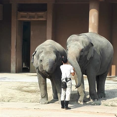 やまこじ On Twitter 担当さん大好きなアヌラとさくら🐘🐘 東山動物園 アジアゾウ