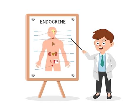 Premium Vector Endocrine System Clipart Cartoon Doctor Presents Human