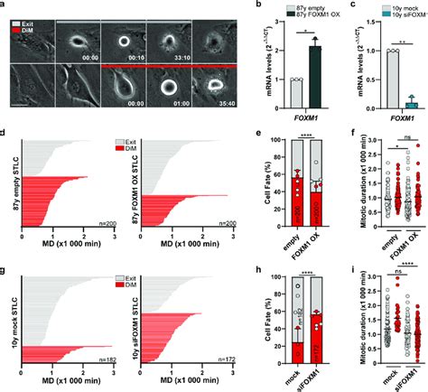 Foxm1 Levels Modulate Cell Fate Profile In Response To Antimitotics A