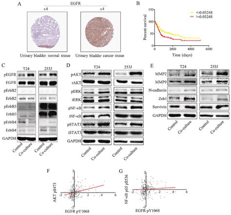 Egfr Signaling In Bladder Cancer Cells Is Triggered By Egfr Ligands