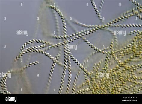 Spirulina Meneghiniana Cyanobacteria Light Micrograph Stock Photo Alamy