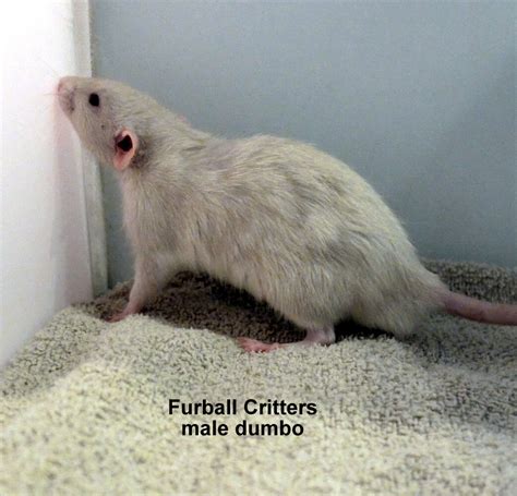 Male Dumbo Rat Furball Critters