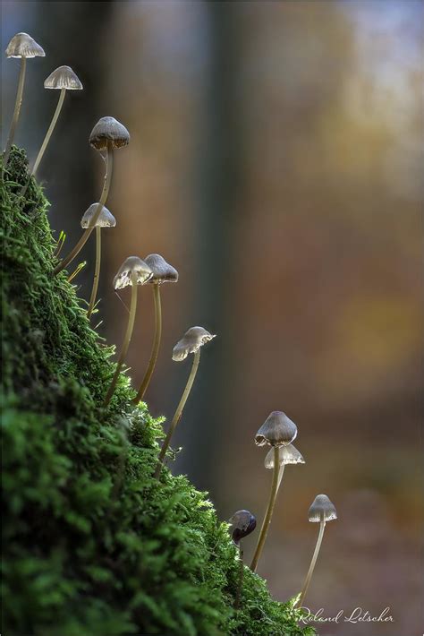 Mycènes Mycena Roland Letscher Flickr