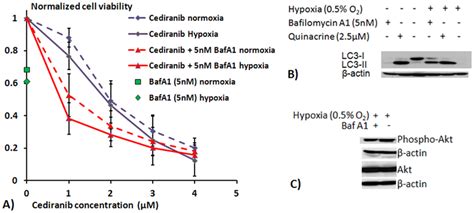 Bafilomycin A Cediranib Efficacy And Bafilomycin A Effects On Lc And