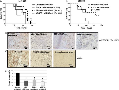 Genetic Depletion Of Vascular Endothelial Growth Factor Receptor