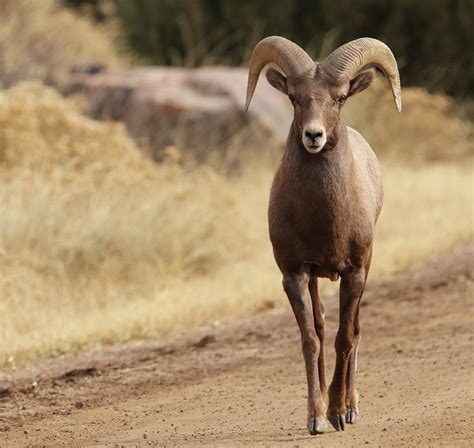 Young Bighorn Sheep Photograph By Dlamb Photography Fine Art America