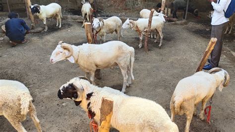 Rampuri Sheep Farm In Hyd 2021 Eid Ke Bakre Probia Sheep In Hyd