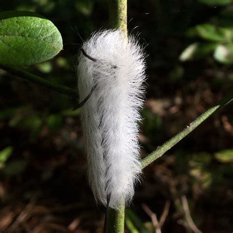 American Dagger Moth (Acronicta americana) Caterpillar – Seashore to Forest Floor