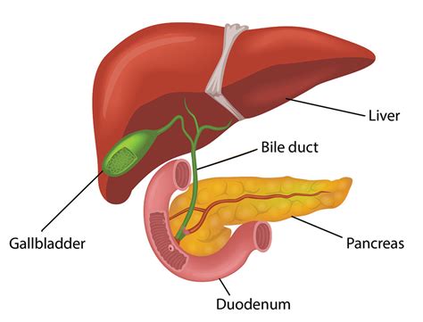 Liver Pancreas Diagram Quizlet