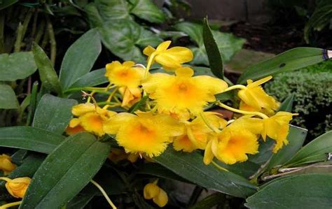 Dendrobium Chrysotoxum Como Cuidar Dessa Orquídea