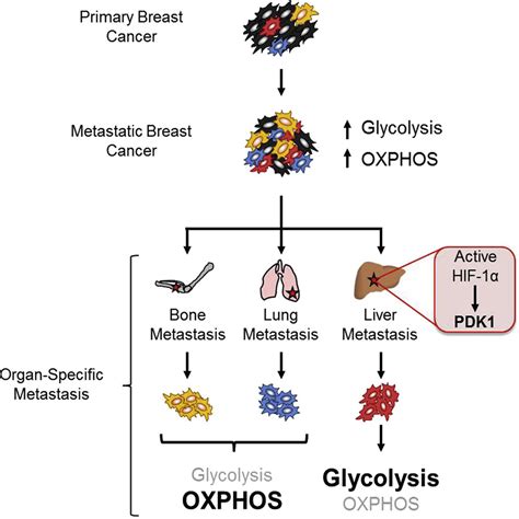 Pdk1 Dependent Metabolic Reprogramming Dictates Metastatic Potential In