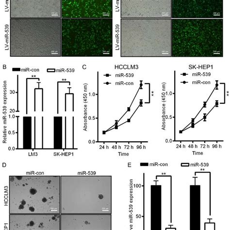 Mir Inhibits Hcc Cell Growth And Proliferation In Vitro A