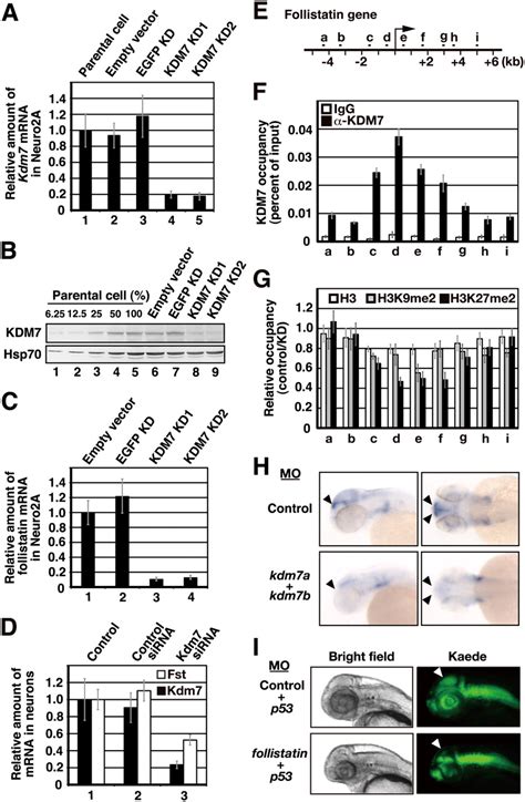 KDM7 Is A Dual Demethylase For Histone H3 Lys 9 And Lys 27 And